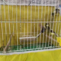 قناری های ابلق جوان و ماده سفید کشیده|پرنده|یزد, |دیوار