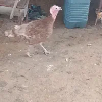 بوقلمون