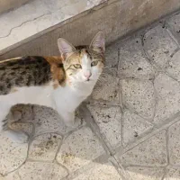 گربه شناسنامه دار