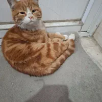 گربه اهلی