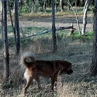 سگ سراب سگ گله|سگ|زنجان, |دیوار