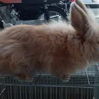 خرگوش لوپ هلندی|موش و خرگوش|تهران, هفت چنار|دیوار