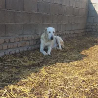 توله آلبای اصل|سگ|انبارآلوم, |دیوار