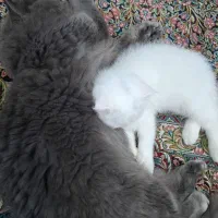 فروش گربه