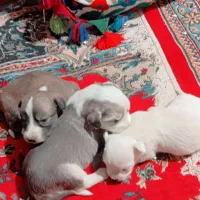 توله ناز و پشمالو|سگ|زابل, |دیوار