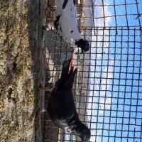 افغونی و سینه سفید