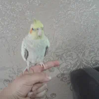 عروس هلندی سالم|پرنده|فردیس, نگارستان|دیوار