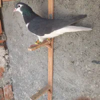 کبوتر پرشی و جفتی دم سفید و سار|پرنده|بجنورد, |دیوار