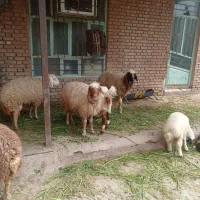 فروش میش عربی کله قرمز