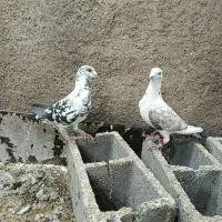کفتر بزک با سرور|پرنده|شیراز, کوزه گری|دیوار