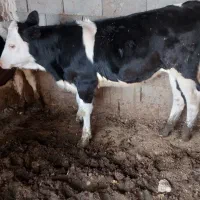 گاو گوساله ماده مونت بلیارد تلیسه