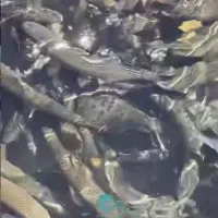 ماهی قزل آلای اسپانیایی