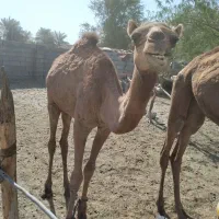 شتر ماده دوساله هست قیمت 58میلیون