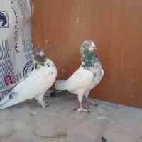 یه جفت کله دم سبز|پرنده|محمدشهر, محمدشهر|دیوار