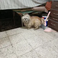 پیدا شده|حیوانات|بندر انزلی, انصار الحسین|دیوار