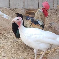 تعدادی مرغ و بوقلمون