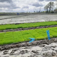 توم هاشمی پرپشت