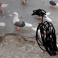 یه جفت دوکت|پرنده|دره شهر, |دیوار