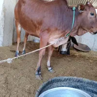 گاو فروشی|حیوانات مزرعه|قصرقند, |دیوار