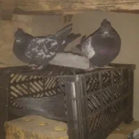 خریدوفروش انواع پرنده|پرنده|پاتاوه, |دیوار