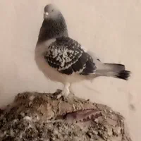 کبوتر ترکیه ایناق هواگیر|پرنده|گرمی, |دیوار