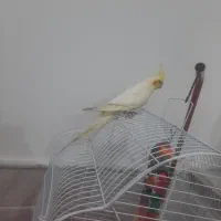 عروس هلندی سخنگو