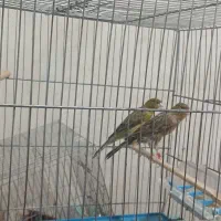 قناری نر وماده سبز