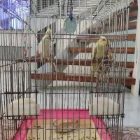 عروس هلندی نروماده مرواریدی