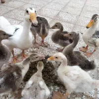 غاز و قوغاز و اردک