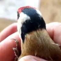 سهره نر نشاندار