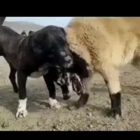 سگ افغان وارادتی|سگ|گرگان, |دیوار