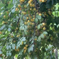 باغ ۲۰۰۰ متری درحاشیه جاده روستای بیار ، آشخانه|فروش زمین و ملک کلنگی|آشخانه, |دیوار