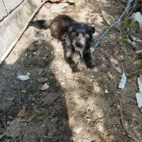 سگ پاکوتاه نژاد دار|سگ|نوشهر, |دیوار