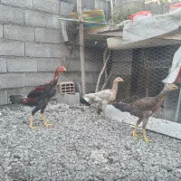 سه عدد لاری نژاد دار