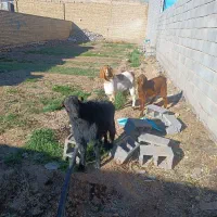 فروش سه راس کره دوبری پاکستانی