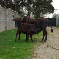 گاو.|حیوانات مزرعه|رشت, جماران|دیوار