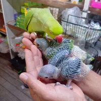 فروشی|حراج|رفسنجان, |دیوار