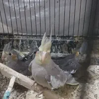 عروس هلندی دانه خور