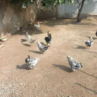 تخم نطفه دار گلین ریشو چهل تاج|حیوانات مزرعه|بهنمیر, |دیوار