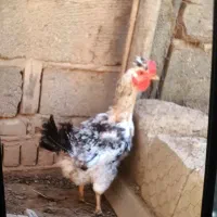 4عدد مرغ تخم گذار