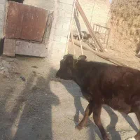 گوساله ماده