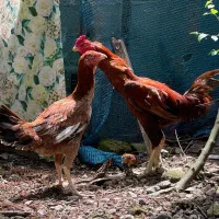 مرغ خروس لاری
