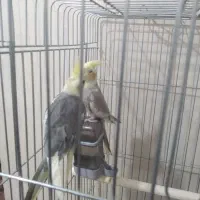 عروس پاریس|پرنده|اهواز, کوی مهدیس|دیوار