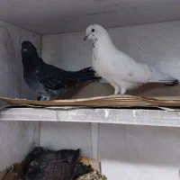 یک جفت کفتر با یک جفت جوجه