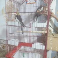 شادگان|پرنده|شادگان, |دیوار