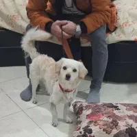 اشپیتز گلدن نر ۱ ساله