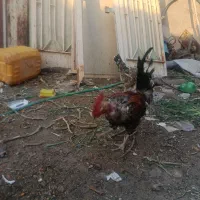 خروس گلین