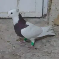 فروش کبوتر|پرنده|شیراز, درکی|دیوار