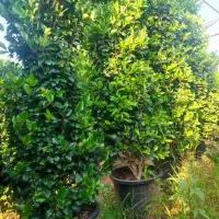 فروش یاس هلندی
