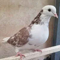 دو عدد کفتر پرشی|پرنده|قرچک, پویینک|دیوار